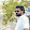 vimesh raj
