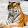 Tiger Colorado