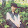 Huy Còi