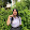 ชนากานต์ นามณีชม