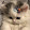polina cat