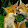 Foxy148 the clever fox