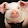 SaggyPig 4321