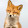 JACK FOX
