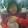 tuyết vũ
