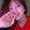 민채영