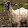 Le lama Légendaire