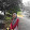 TheAnisDamia