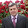 Viktor Markiv