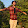 DHARMENDRA BABU