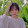 Bỉ Ngạn- Tv