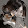 _Light_Kotick_