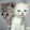 Meow Rosa