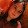 Joanne Mitchell
