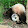 Tontiş Panda