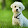 Daisy the maltese dog