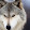wolf spell