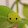 sid