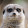 Meerkat-Trav