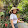 Huỳnh mi