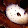 SeaBunny