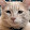 Cat Felix