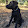 Black Dog