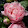 Lyubov &