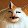 Party Cat