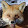 bobfox