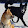 Shiba Inu VS Husky
