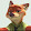Nick Wilde