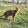 Horses Schleich