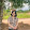 Anh Phung