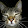 Cat Cat
