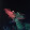 Cor Pluym