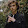 Rohan Jha