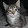 Just a Cat