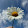Daisy Flower
