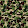 APE SHALL NEVER CAN KILL ME