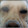 Dog of Dogs