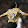 Clemente11