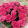 florianax483