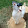 Sheepish Goat
