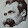 Fulvio