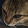 MyDer- Chan