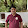 harikiran naidu