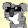 CoolKoala 997