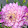 Xochitl K. Flores Flores