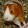 MeerschweinLisa